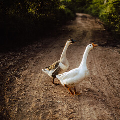 Goose Family Walking in Natural Rice Field