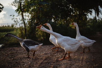 Goose Family Walking in Natural Rice Field