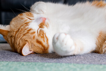 へそ天でお昼寝する茶白ねこ