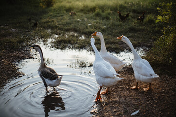 Obraz premium Goose Family Walking in Natural Rice Field