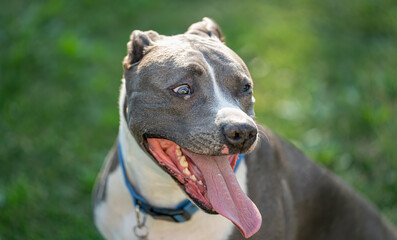 older pitbull male is stressed and worried