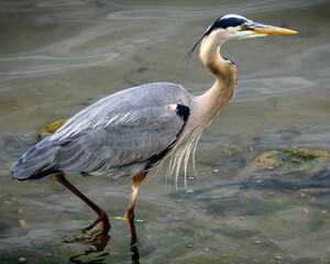 Blue Heron-Bolsa Chica Preserve