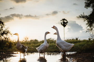 Goose Family Walking in Natural Rice Field