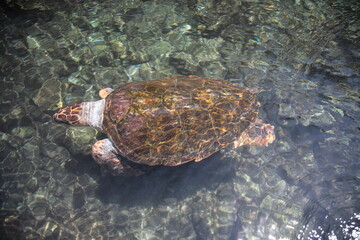 Sea turtle  swimming in shallow water at nature park  Xcaret in playa del carmen Mexico