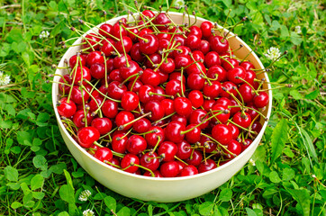Juicy ripe berries of a cherry in a plate on a background of grass
