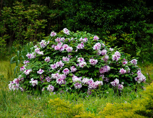 Summer colours in a botanical garden