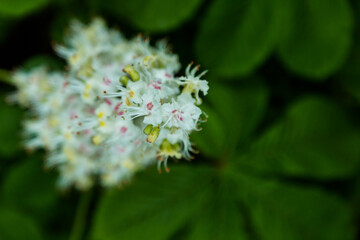 inflorescence of chestnut (aesculus)  with leaves in the form of a background in an unusual perspective macro