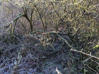 frosty tree in the woods
