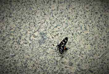 Fototapeta na wymiar an isolated insect with wings sits on an asphalted road
