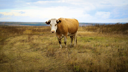 a red cow grazing in a yellow field against a blue sky in autumn close up
