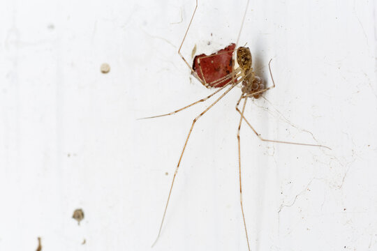 Pholcus phalangioides. Long-legged spider with its egg laying. León province, Spain.