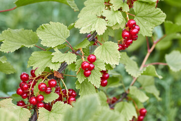 Close up of a garden bush with ripe red currant or redcurrant with copy space