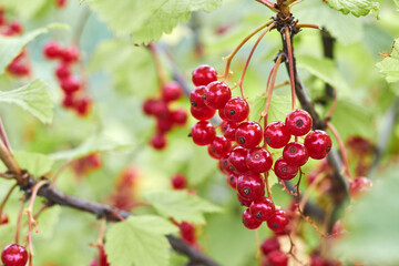 Close up of a garden bush with ripe red currant or redcurrant