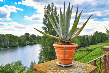 Aloe Vera plant standing ar corner of mediterranean garden belonging to replica of roman villa called 'Pompejanum' with view on Main river in German city Aschaffenburg