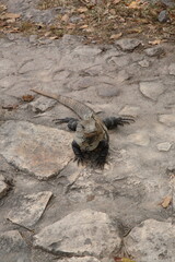 Portrait  of Spiny tailed Iguana at the Tulum archaeological site, Tulum, Mexico.