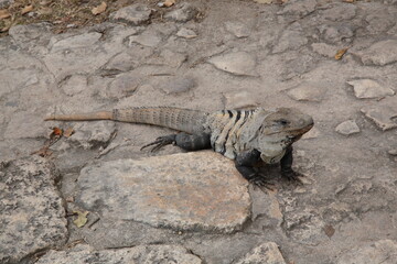 Portrait  of Spiny tailed Iguana at the Tulum archaeological site, Tulum, Mexico.