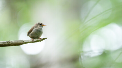bird, robin, natur, wild lebende tiere, tier, ast, wild, baum, schnabel, rot,