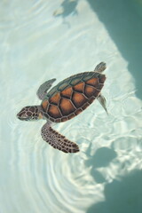 Young sea turtle swimming in water at nature park  Xcaret in playa del carmen Mexico