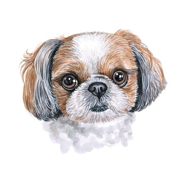 Watercolor illustration of a funny dog. Hand made character. Portrait cute dog isolated on white background. Watercolor hand-drawn illustration. Popular breed dog. Shih Tzu