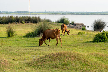 Cows at Lake Paliastomi, Poti, Georgia. Domestic аnimals