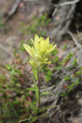 Unalaska paintbrush at Chugach State Park in Alaska
