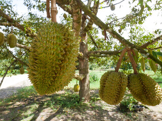 Durians hanging from the trees