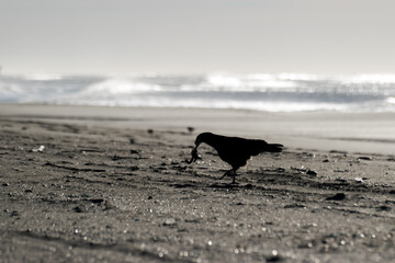 ave en la playa