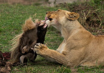 Fototapeta na wymiar Lioness eating a wildebeest kill at Masai Mara, Kenya