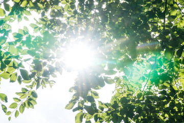 Bright sun shining through the green leaves in a forest and beautiful green lens flares