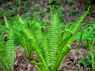Wild fern growing in the forest.