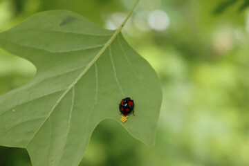 Black and red Harlequin ladybug laying eggs on a green leaf. Harmonia axyridis 
