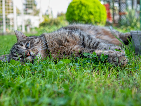 beautiful cat resting in the grass