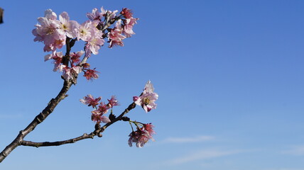 SONY DSC