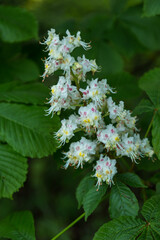 candle of inflorescence of chestnut (aesculus)  with white and pink petals and green leaves