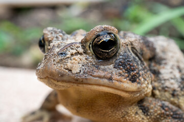 Up close macro photo of  a wild Florida southern toad. Photo taken in Jacksonville Florida.