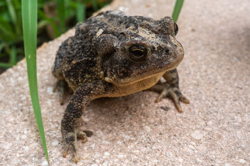 Up close macro photo of  a wild Florida southern toad. Photo taken in Jacksonville Florida.