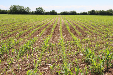 Fototapeta na wymiar Green corn plants growing in the field on a sunny summer day with blue sky. Agricutlural field landscape
