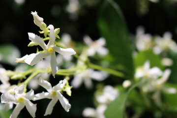 Close-up of white climber Star Jasmin flowers on dark background in the garden. Trachelospermum jasminoides in bloom