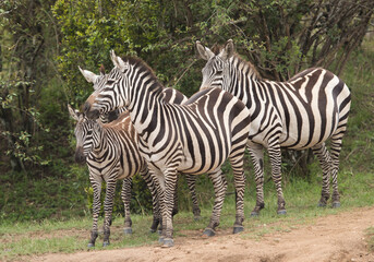 Fototapeta na wymiar Zebras at the bank of Mara river , Masai Mara, Kenya