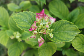 Hydrangea bush with fresh pink blossoms.in the garden in selective focus
