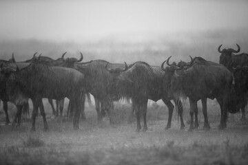 Naklejka na ściany i meble Wildebeests standing still in heavy rain, Masai Mara