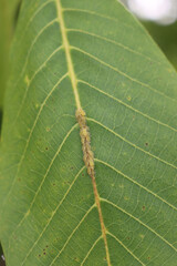 Harlequin ladybugs on green leaf. Many Ladybug larvae on Walnut leaves 
