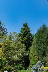 Landscaped garden with evergreen and deciduous trees. Original multi-color landscape of pines, thuja, boxwood and other relic plants. Nature concept for design.