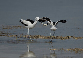 Fototapeta na wymiar Crab plovers snatching crab from one another at Busaiteen coast, Bahrain