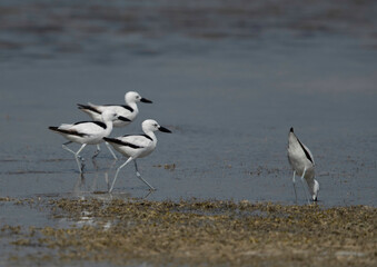 Crab plovers march past at Busaiteen coast, Bahrain