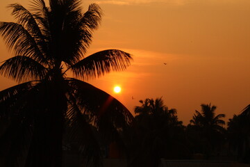 palm trees at sunset