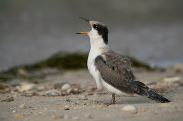 A hungry juvenile White-cheeked Tern calling at Busaiteen coast, Bahrain .