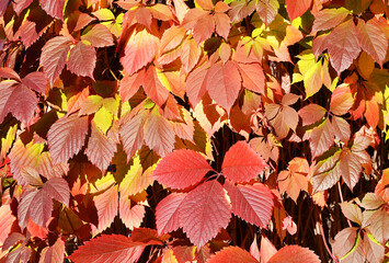 autumn leaves background