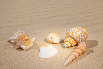 Fototapeta na wymiar A variety of shells lie on the sand. The concept of summer vacation at sea. Sandy beach.