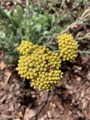 Vertical shallow focus closeup shot of a yellow Sweet Yarrow flower in a park © NaturePhotography/Wirestock